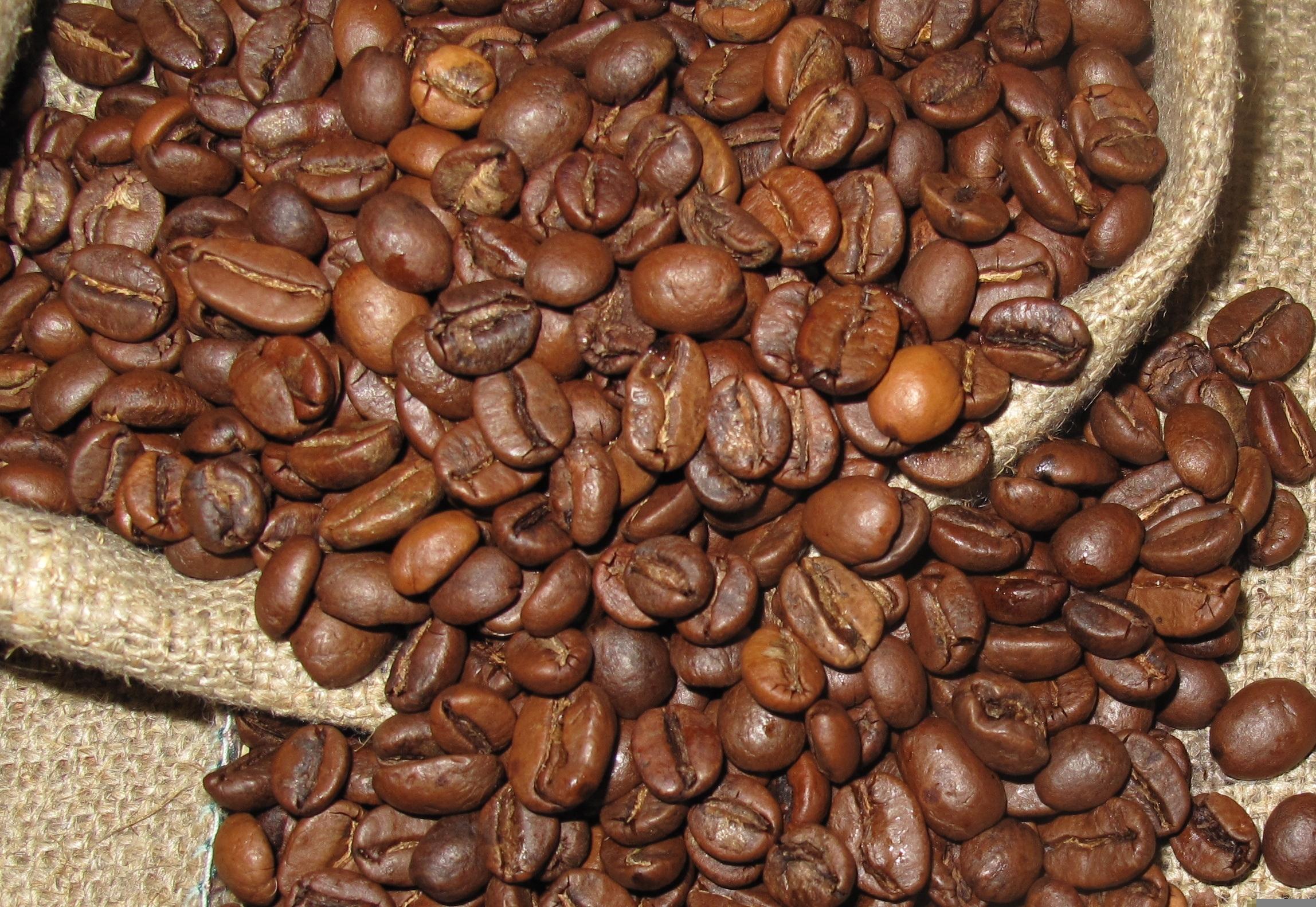 Aceh Gayo Arabica