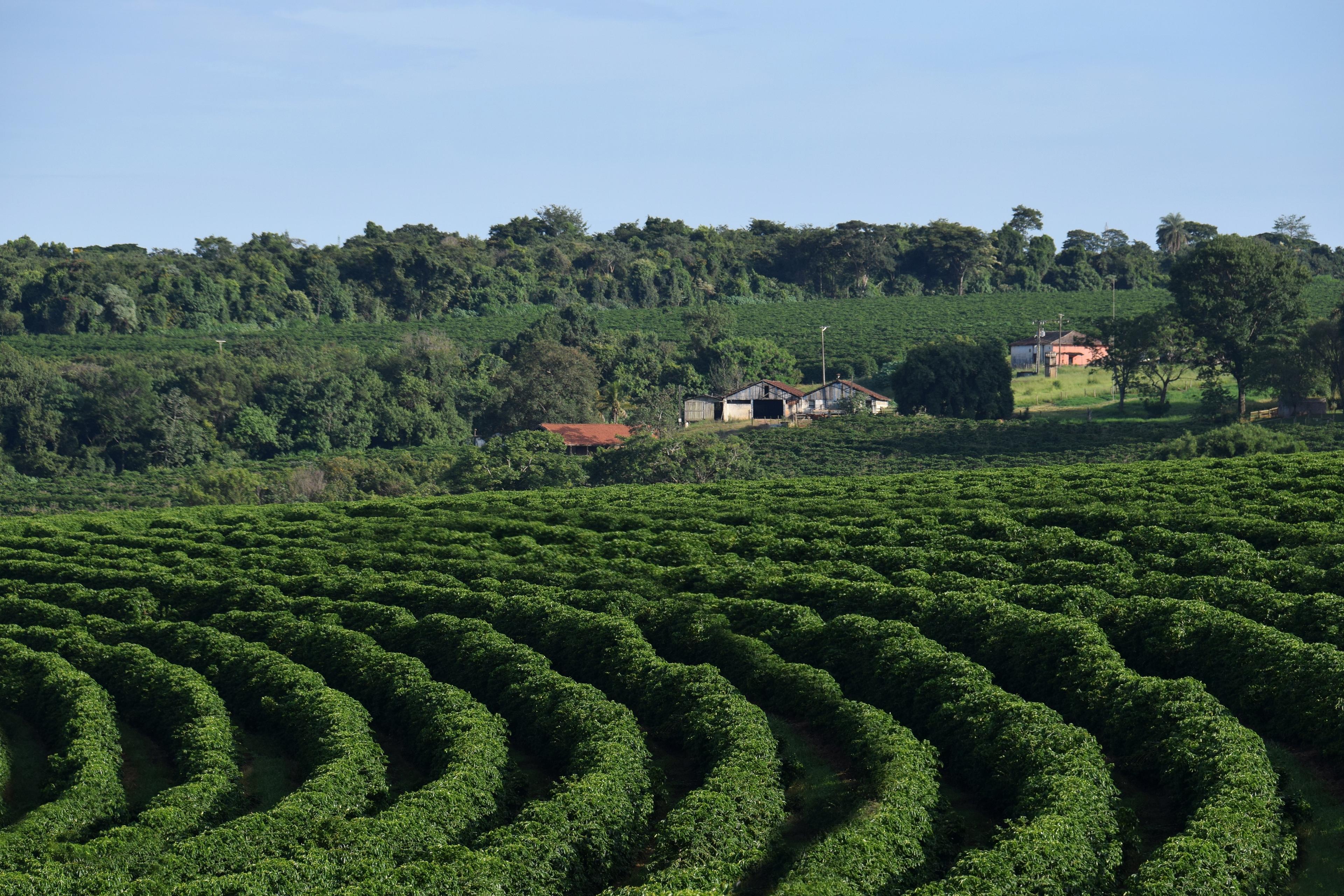 Indonesian Coffee Plantation